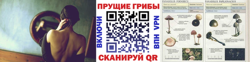хочу   Валуйки  Галлюциногенные грибы прущие грибы 